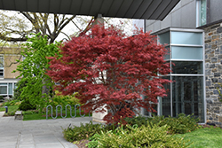 Beni Otake Japanese Maple (Acer palmatum 'Beni Otake') at Lakeshore Garden Centres