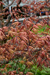 Amber Ghost Japanese Maple (Acer palmatum 'Amber Ghost') at A Very Successful Garden Center