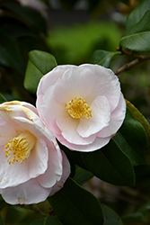 April Blush Camellia (Camellia japonica 'April Blush') at Stonegate Gardens