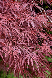 Red Dragon Japanese Maple (Acer palmatum 'Red Dragon') at Stonegate Gardens