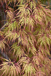Orangeola Cutleaf Japanese Maple (Acer palmatum 'Orangeola') at Lakeshore Garden Centres