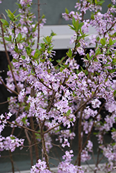 Hackenberry Lilac Daphne (Daphne genkwa 'Hackenberry') at Lakeshore Garden Centres