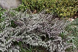 Pewter Lace Painted Fern (Athyrium nipponicum 'Pewter Lace') at Lakeshore Garden Centres