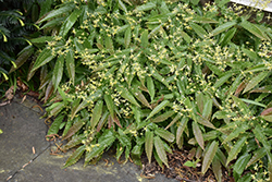 Sandy Claws Barrenwort (Epimedium wushanense 'Sandy Claws') at A Very Successful Garden Center