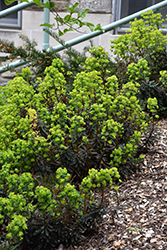 Purple Wood Spurge (Euphorbia amygdaloides 'Purpurea') at Lakeshore Garden Centres