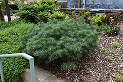 Minuta White Pine (Pinus strobus 'Minuta') at A Very Successful Garden Center