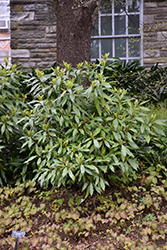Sawtoothed Japanese Aucuba (Aucuba japonica 'Serratifolia') at A Very Successful Garden Center