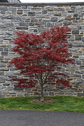 Red Spider Japanese Maple (Acer palmatum 'Red Spider') at A Very Successful Garden Center