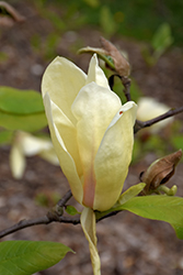 Yellow Lantern Magnolia (Magnolia 'Yellow Lantern') at Lakeshore Garden Centres