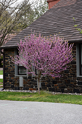 Kay's Early Hope Redbud (Cercis chinensis 'Kay's Early Hope') at Stonegate Gardens