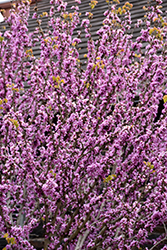 Kay's Early Hope Redbud (Cercis chinensis 'Kay's Early Hope') at A Very Successful Garden Center