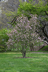 Ricki Magnolia (Magnolia 'Ricki') at A Very Successful Garden Center