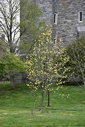 Green Bee Magnolia (Magnolia 'Green Bee') at Stonegate Gardens