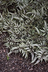 Wildwood Twist Japanese Painted Fern (Athyrium nipponicum 'Wildwood Twist') at Stonegate Gardens
