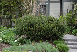 Yewtopia Plum Yew (Cephalotaxus harringtonia 'Plania') at A Very Successful Garden Center