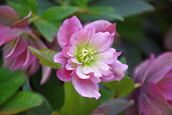 Maid Of Honor Hellebore (Helleborus 'Maid Of Honor') at A Very Successful Garden Center