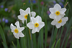 Aspasia Daffodil (Narcissus 'Aspasia') at A Very Successful Garden Center