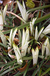 Okina Lily Turf (Liriope muscari 'Okina') at Lakeshore Garden Centres