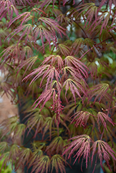 Jeddeloh Orange Japanese Maple (Acer palmatum 'Jeddeloh Orange') at Stonegate Gardens