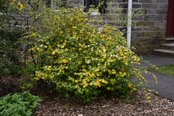 Golden Guinea Japanese Kerria (Kerria japonica 'Golden Guinea') at A Very Successful Garden Center