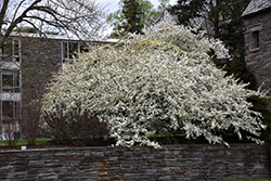 Sargent's Flowering Crab (Malus sargentii) at A Very Successful Garden Center