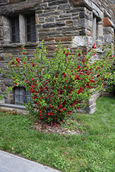 Double Take Scarlet Flowering Quince (Chaenomeles speciosa 'Scarlet Storm') at Stonegate Gardens