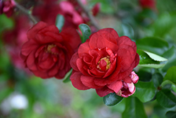 Red Premier Flowering Quince (Chaenomeles speciosa 'Greredpre') at A Very Successful Garden Center