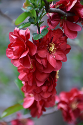Double Take Scarlet Flowering Quince (Chaenomeles speciosa 'Scarlet Storm') at Lakeshore Garden Centres