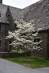 Appalachian Spring Flowering Dogwood (Cornus florida 'Appalachian Spring') at A Very Successful Garden Center