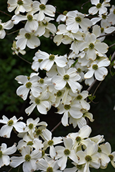 Appalachian Spring Flowering Dogwood (Cornus florida 'Appalachian Spring') at Lakeshore Garden Centres