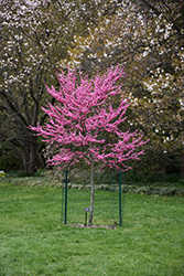 Appalachian Red Redbud (Cercis canadensis 'Appalachian Red') at A Very Successful Garden Center