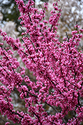 Appalachian Red Redbud (Cercis canadensis 'Appalachian Red') at Lakeshore Garden Centres
