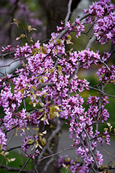 Cascading Hearts Redbud (Cercis canadensis 'Cascading Hearts') at A Very Successful Garden Center