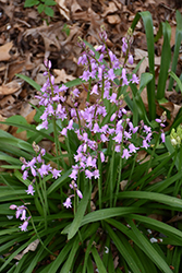 Pink Spanish Bluebell (Hyacinthoides hispanica 'Pink') at A Very Successful Garden Center