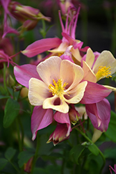 Swan Pink and Yellow Columbine (Aquilegia 'Swan Pink and Yellow') at Stonegate Gardens