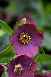 Honeymoon Rome In Red Hellebore (Helleborus 'Rome In Red') at Lakeshore Garden Centres