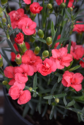 Rosebud Dianthus (Dianthus 'Rosebud') at A Very Successful Garden Center