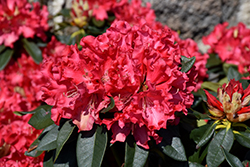 Jean Marie de Montague Rhododendron (Rhododendron 'Jean Marie de Montague') at Lakeshore Garden Centres