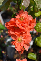 Double Take Peach Flowering Quince (Chaenomeles speciosa 'NCCS4') at Lakeshore Garden Centres