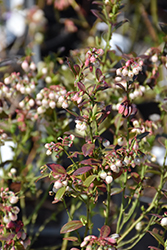 Buckle Blueberry (Vaccinium 'Coralblue') at Stonegate Gardens