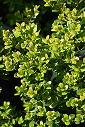 Little Missy Boxwood (Buxus microphylla 'Little Missy') at A Very Successful Garden Center