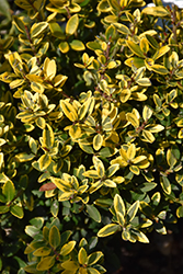 Touch of Gold Japanese Holly (Ilex crenata 'Adorned') at A Very Successful Garden Center