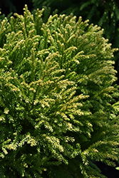 Dragon Knight Japanese Cedar (Cryptomeria japonica 'Dragon Knight') at Stonegate Gardens