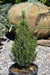 Miniature Juniper (Juniperus communis 'Miniature') at A Very Successful Garden Center