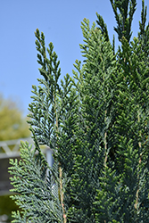 Pinpoint Blue Lawson Falsecypress (Chamaecyparis lawsoniana 'SMNCLBF') at A Very Successful Garden Center
