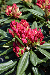 Dandy Man Color Wheel Rhododendron (Rhododendron 'NCRX1') at A Very Successful Garden Center
