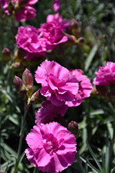 Scent First Tickled Pink Pinks (Dianthus 'Devon PP11') at Lakeshore Garden Centres