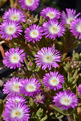 Wheels of Wonder Violet Wonder Ice Plant (Delosperma 'WOWDRW5') at A Very Successful Garden Center