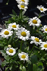 Darling Daisy Shasta Daisy (Leucanthemum x superbum 'Darling Daisy') at A Very Successful Garden Center