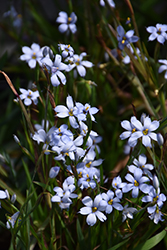 Suwannee Blue-Eyed Grass (Sisyrinchium angustifolium 'Suwannee') at Stonegate Gardens